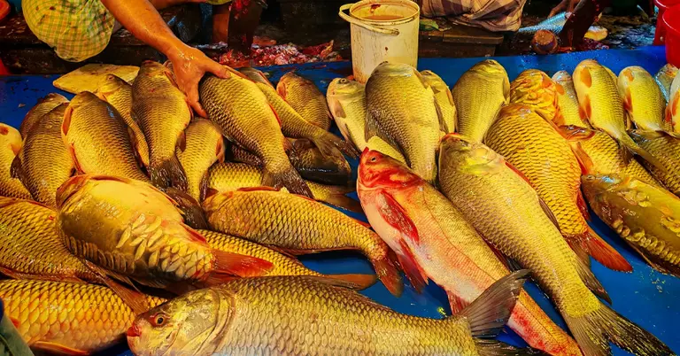 মাছ বাজার